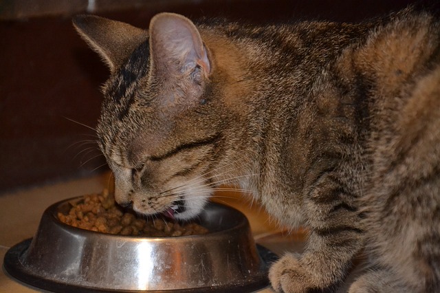 Cat eating Cat Food