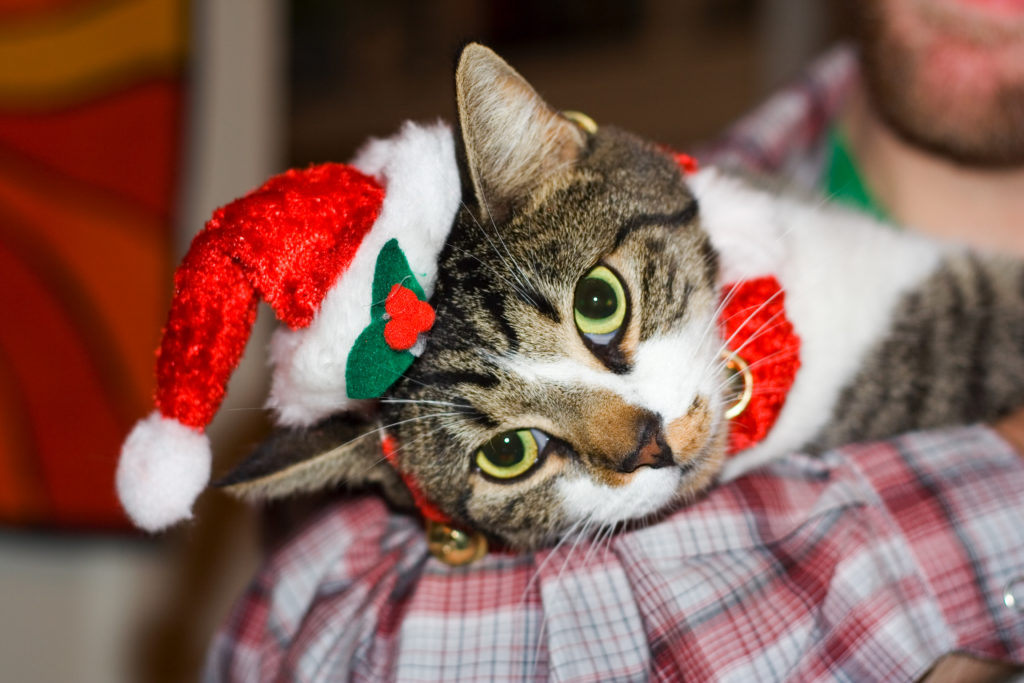 Christmas Kitty Cat