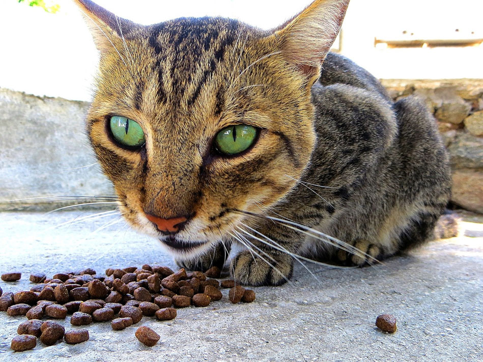 Cat Food and Nutrition