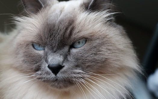 From Siamese to Sphinx: A Guide to Cat Breeds