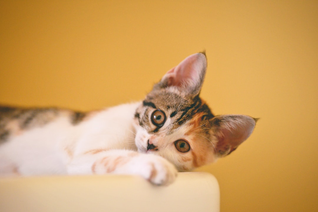 Understanding Cat Behavior: Decoding Feline Actions